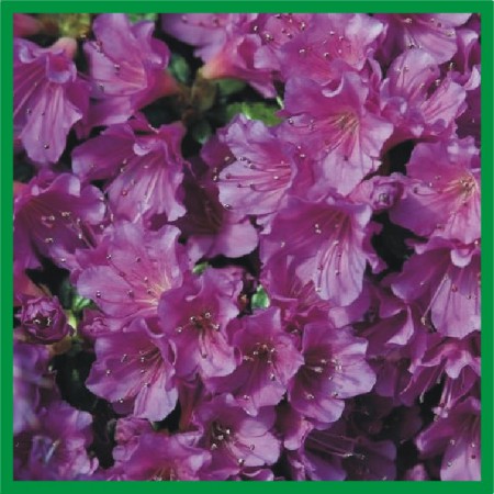 Azalea japonica "Geisha Purple" - japonská azalka